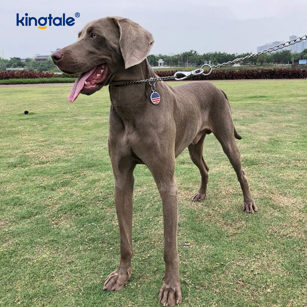 Metal Training Dog Choke Collar Slip P Chain Heavy Chain For Dogs