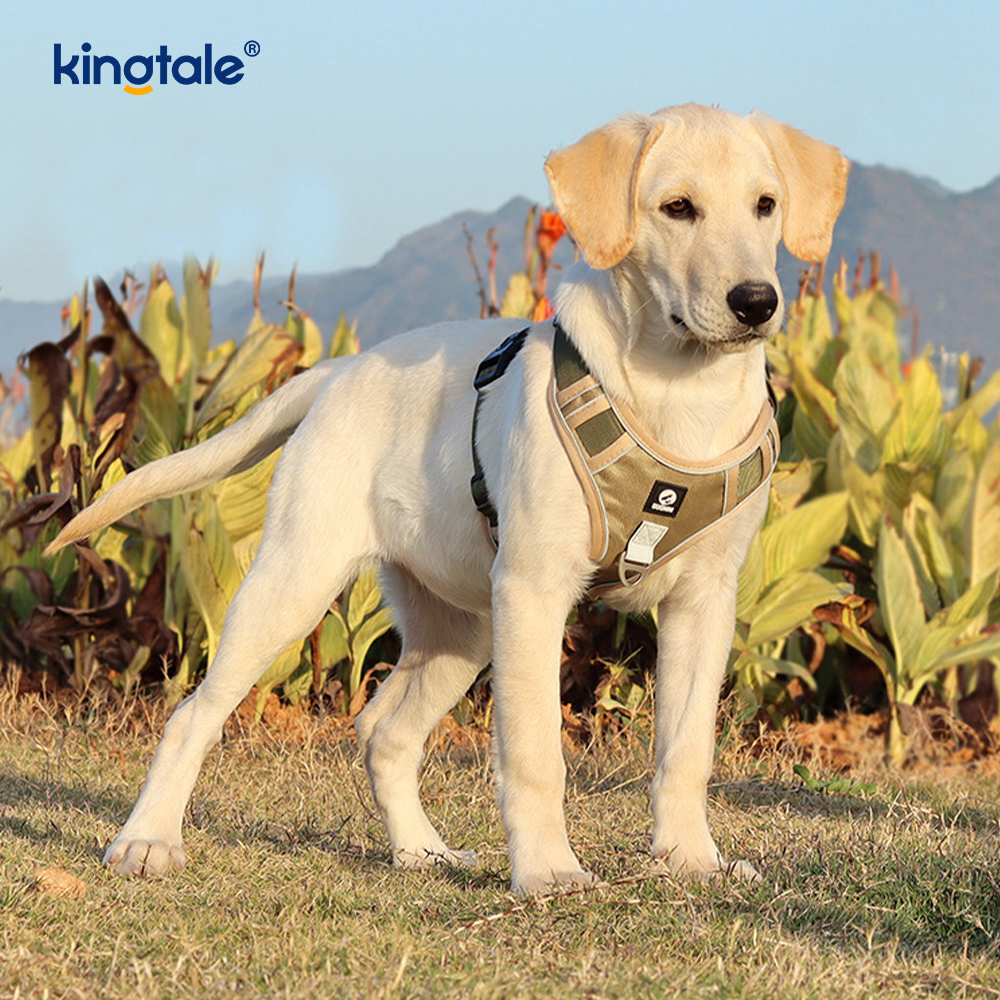 Nylon Rivet Reflective Adjustable Breathable Sport Harness With Dog Leash