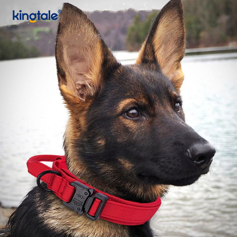 CutsomTraining Nylon Control Handle Metal Buckle Collar 